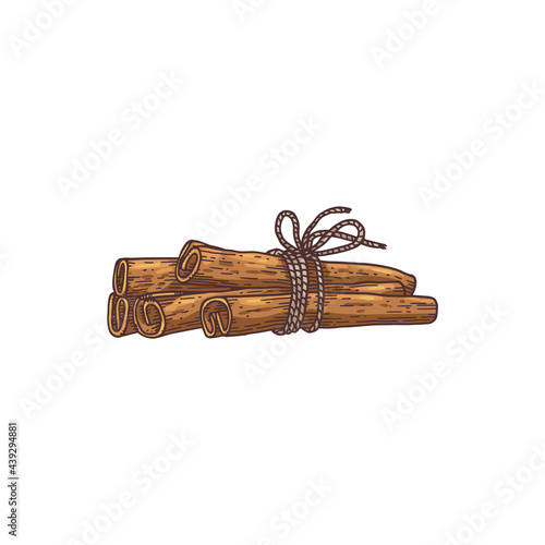 Cinnamon rolled sticks heap, engraving hand drawn vector illustration isolated.