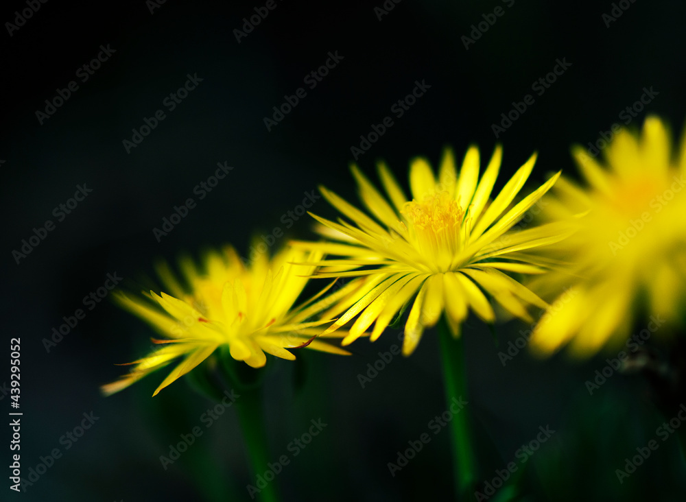 午後遅くのサンジソウ1