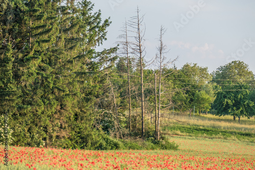 Stark geschädigte Bäume im Nadelwald photo