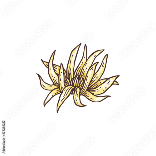 Star anise flower, plant badyan natural spice and medicine herb.