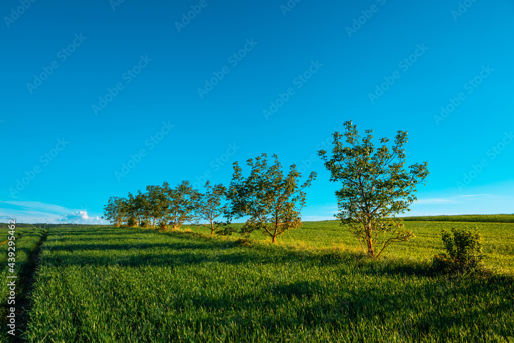 Green field under blue sky with clouds