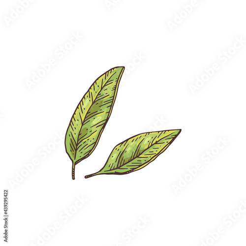 Fresh green anise leaves, engraving vector illustration isolated on white.