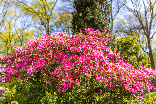 Blumen - Sommer 