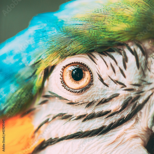 Eye Pupil Of Blue-and-yellow Macaw Also Known As The Blue-and-gold Macaw. Wild Bird. parrot