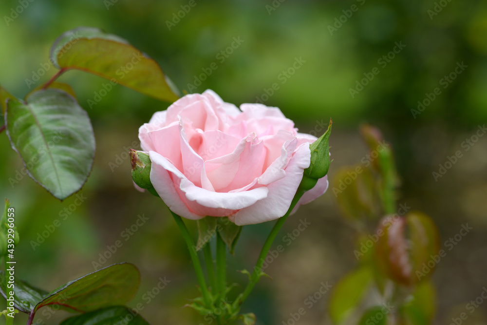 プロミス　ピンクのバラの花