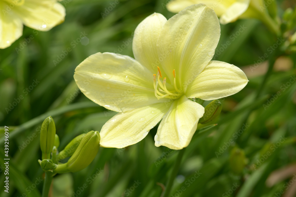 Obraz premium ヘメロカリス