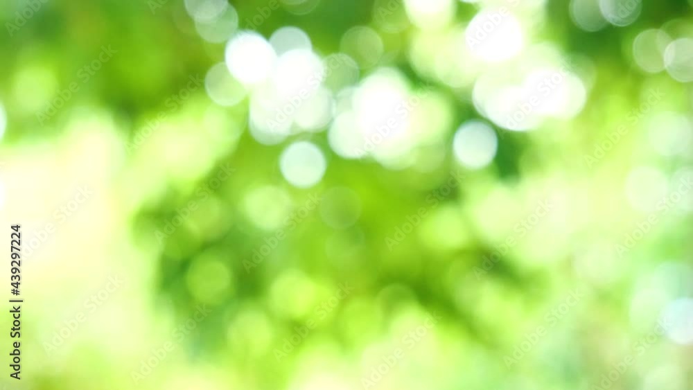 green bokeh background leave blur background green bokeh background leave blur background