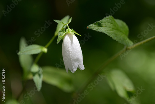 白い鈴の花