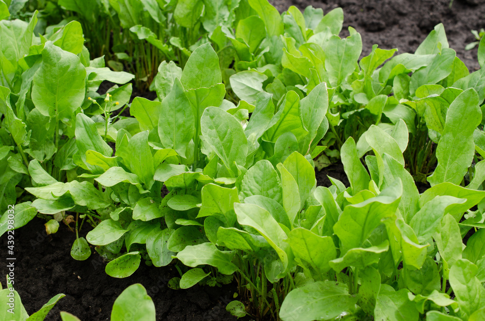 Fresh Organic Sorrel Growing in Garden Green Sorrel Leaves on Garden Bed Fresh Organic Sorrel Growing in Garden Green Sorrel Leaves on Garden Bed