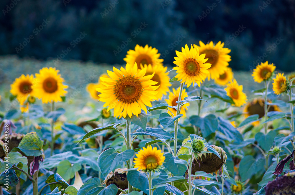 Fototapeta premium Field of Blooming Yellow Sunflowers at Sunset in Summer