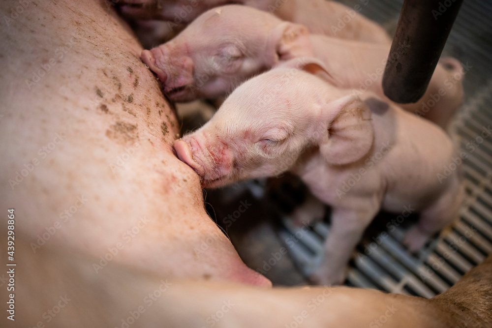Close up view of hungry newborn pig sucking mother's nipple in pigpen. Close up view of hungry newborn pig sucking mother's nipple in pigpen.