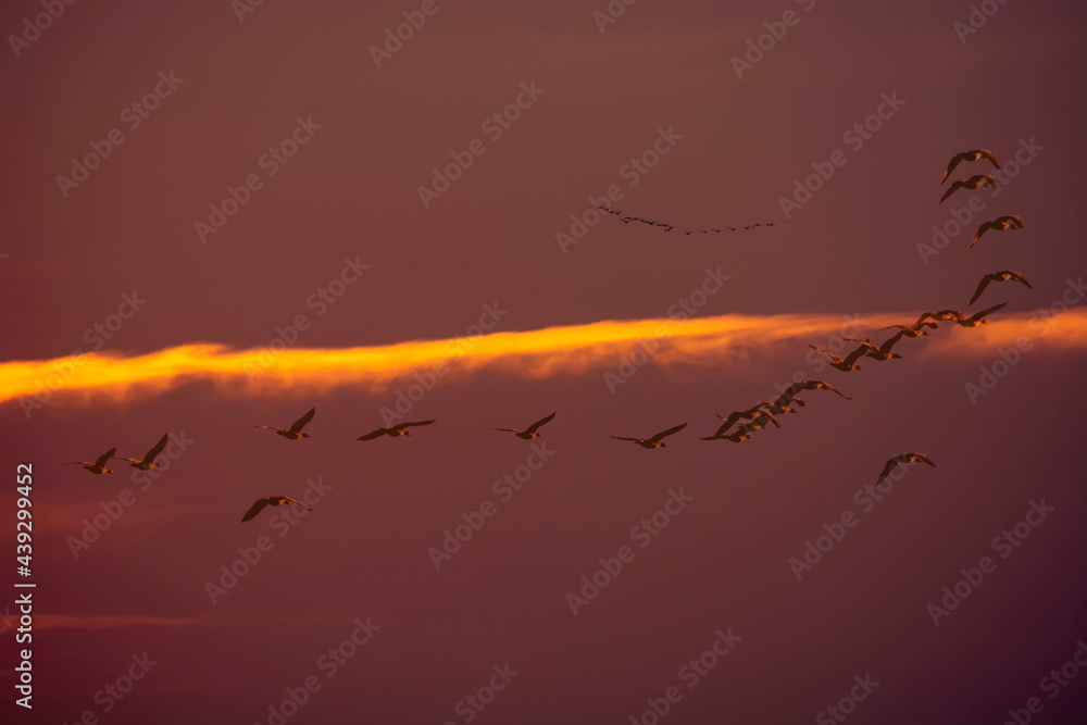 key of wild geese departing south at sunset