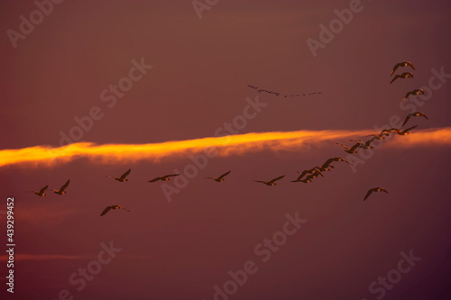 key of wild geese departing south at sunset