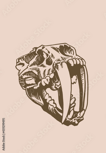 Graphical vintage skull of saber-toothed tiger, paleontology of ice age