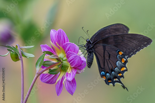 Dark Morph Eastern Tiger Swallowtail Butterfly on Dahlia Flower photo