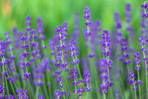 Field of lavender. Purple floral pattern. Nature background, flowery summer wallpaper. Wild flowers, bed. Blurred bokeh, green grass. Gardening concept. Selective focus.