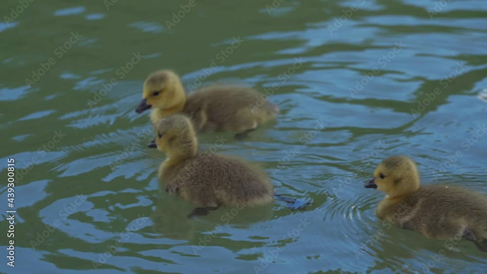 Young Canada goose goslings swimming Young Canada goose goslings swimming