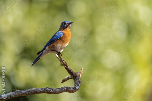 Eastern Bluebird © Gordon