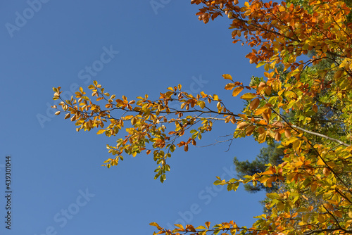 yellow leaves against the blue sky 