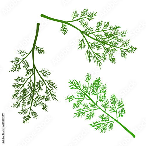 Fresh dill. Green vegetables. Cartoon green dill close-up. Vector illustration.