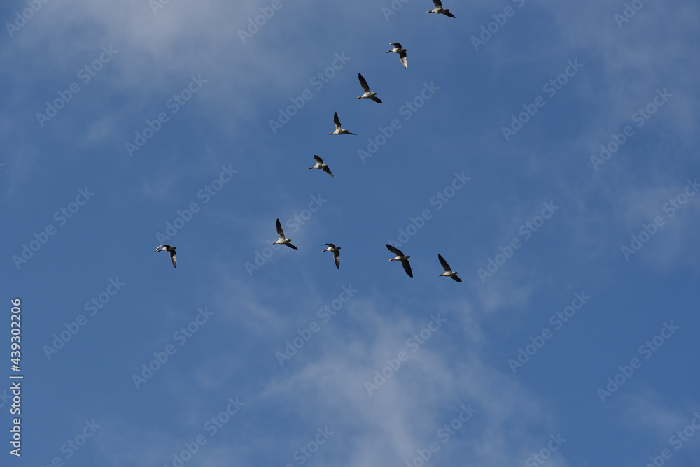 key of wild geese flying south