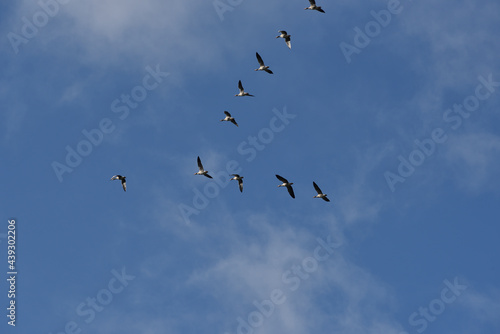 key of wild geese flying south