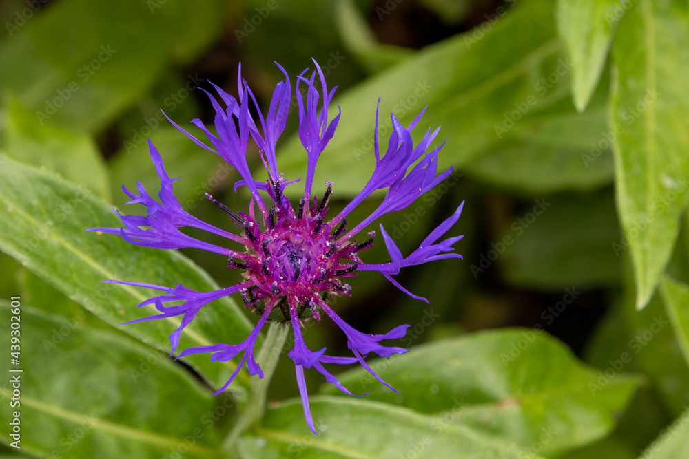 perennial cornflower (Centaurea montana) garden perennial cornflower (Centaurea montana) garden