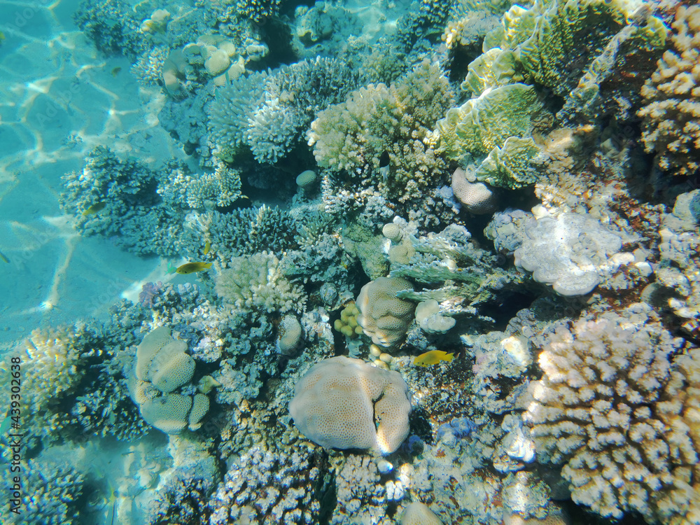 Fototapeta premium coral reef in Egypt, Makadi Bay