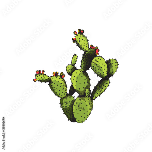 Cactus opuntia with flowers, wild exotic plant a vector sketch illustration. photo