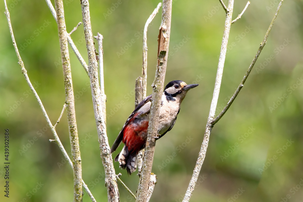 Fototapeta premium A Great Spotted woodpecker perched on the branch of a tree