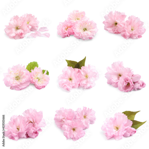 Set with beautiful sakura tree flowers on white background © New Africa