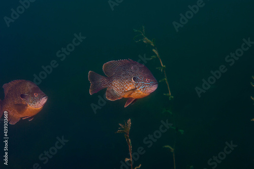 Fish Pumpkinseed Lepomis gibbosus or common sunfish