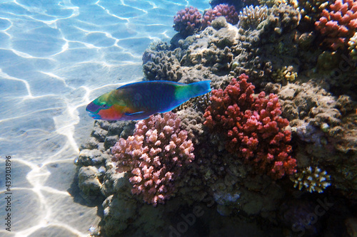 parrot fish from the egypt