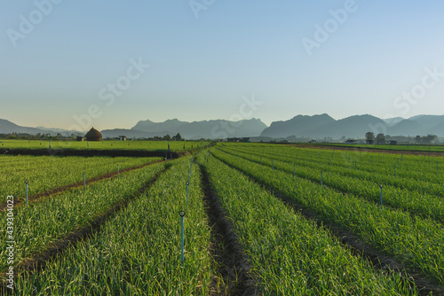 Garlic field with mountain and blue sky