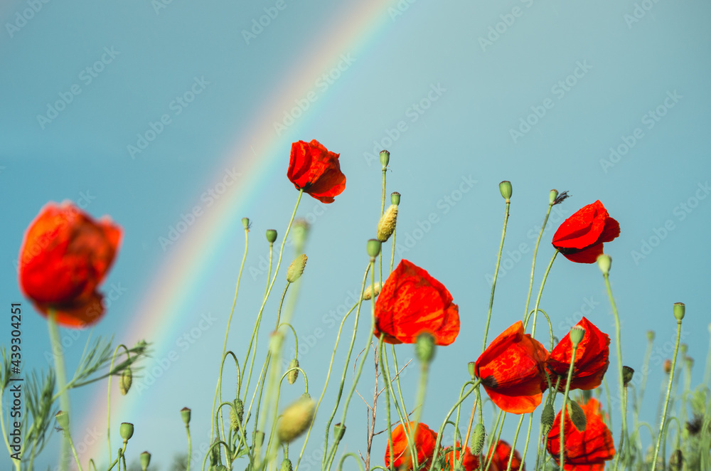 Obraz premium Low angle field of red poppies and blue sky during summer shower with partial rainbow int he background