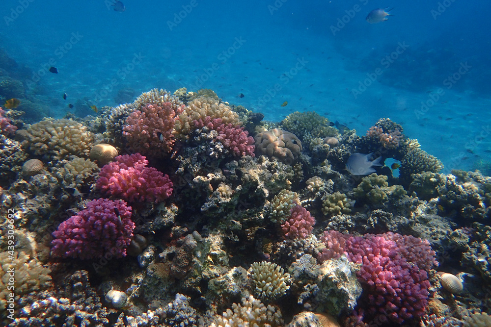 Naklejka premium coral reef in Egypt, Makadi Bay