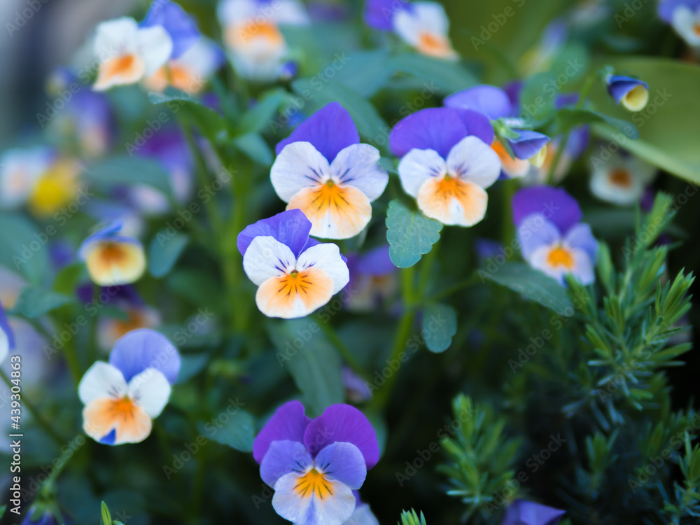 Selective Beautiful White and Purple With Yellow Flower Selective Beautiful White and Purple With Yellow Flower