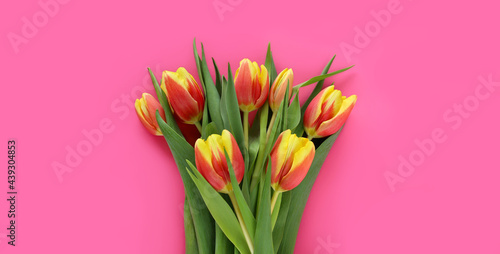 Banner with red-yellow tulips in center on pink background. Springtime concept. March 8 Women's Day. Mother's Day. Grandma Day. Happy Birthday. Easter.  Spring sales. Place for text. © Iuliia Dynnyk