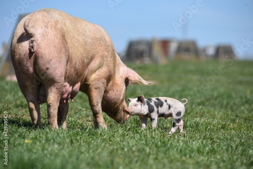 Porc fermiers cochon elevage plein air Ardenne Belgique Wallonie viande porcelet photo