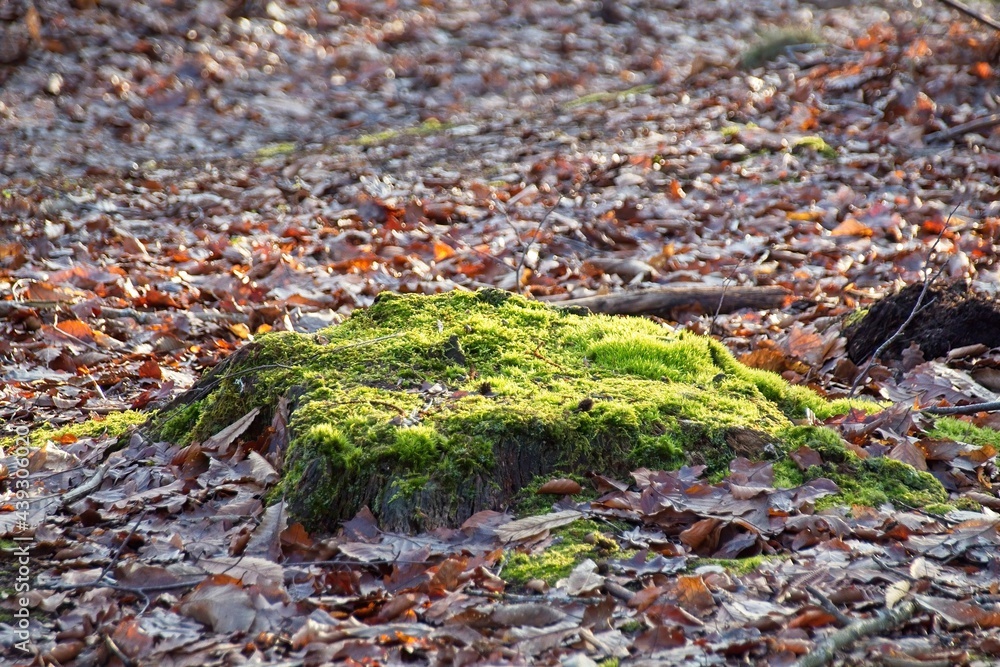autumn leaves on the ground autumn leaves on the ground