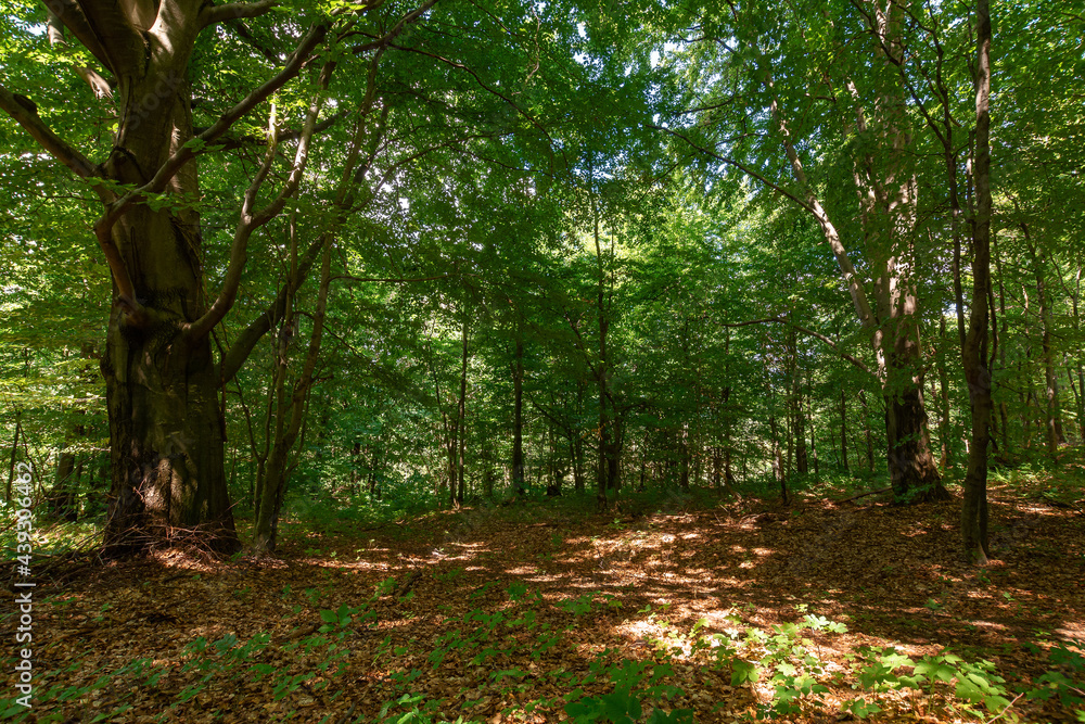 deciduous beech forest in summer. beautiful nature background on a sunny day. scenery with tall trees in green foliage deciduous beech forest in summer. beautiful nature background on a sunny day. scenery with tall trees in green foliage