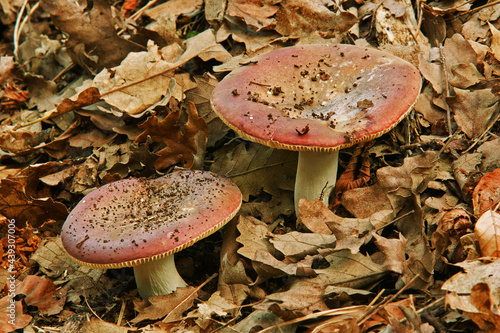 mushrooms russula emetica