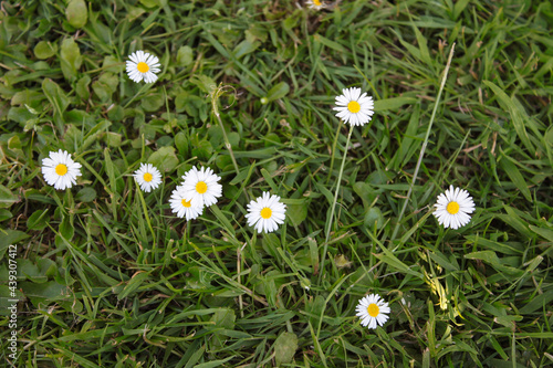 Beautiful White Field Flowers