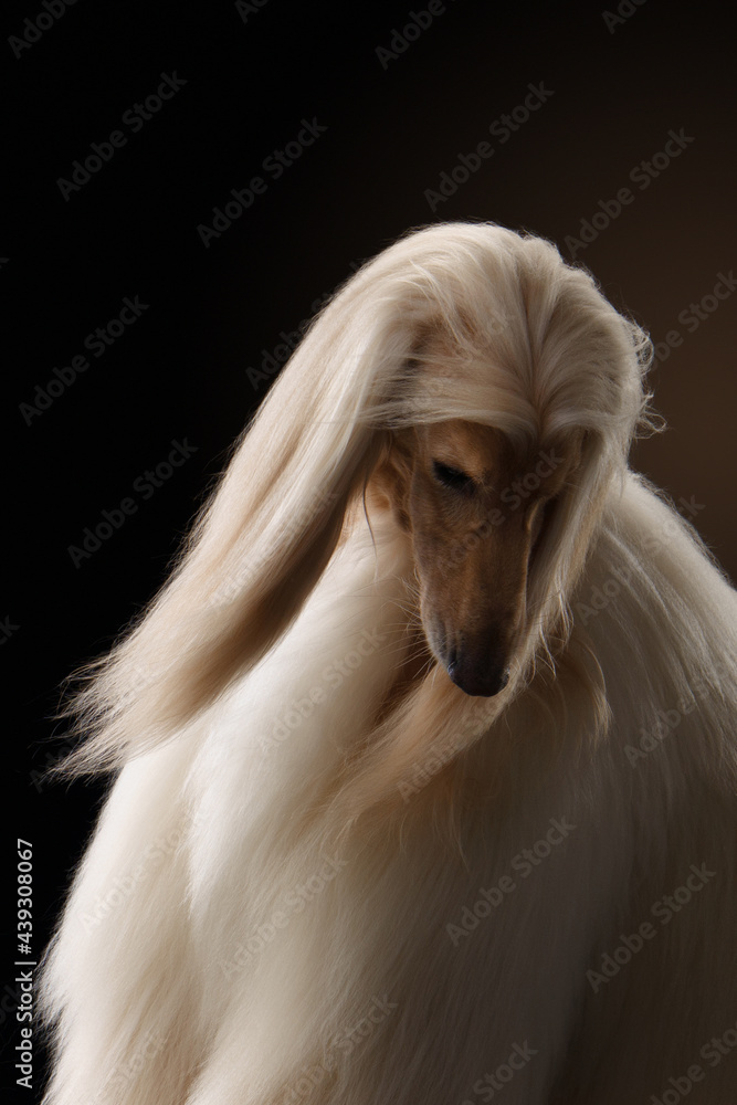 portrait of an Afghan hound on a black background. long-haired dog for excellent grooming portrait of an Afghan hound on a black background. long-haired dog for excellent grooming