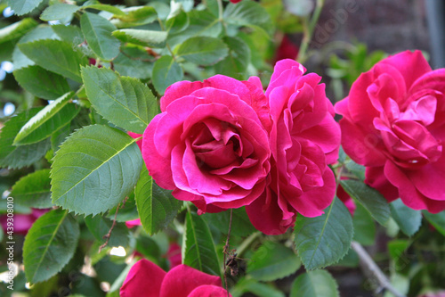 A beautiful rose in a rose bush