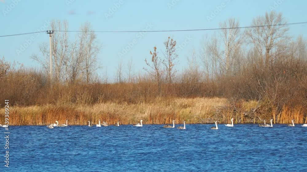 A flock of swans swims on the autumn lake. Adults and young swans feed and search for food on the water. A flock of swans swims on the autumn lake. Adults and young swans feed and search for food on the water.