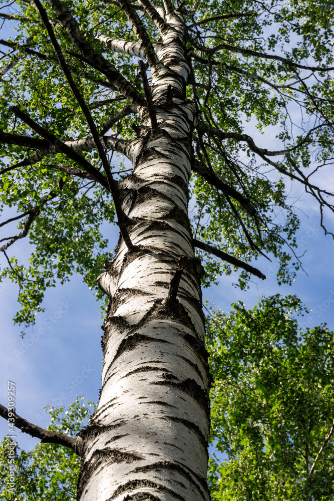 Fototapeta premium Karelian birch on a background of blue sky