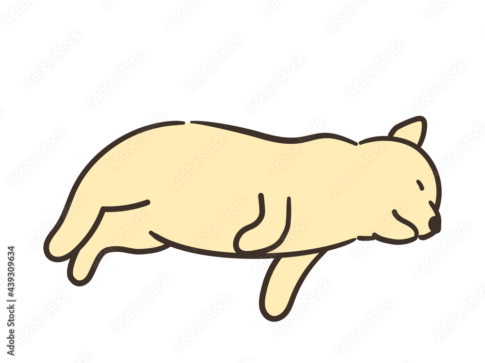 寝ている犬 茶色 寝ている犬 茶色