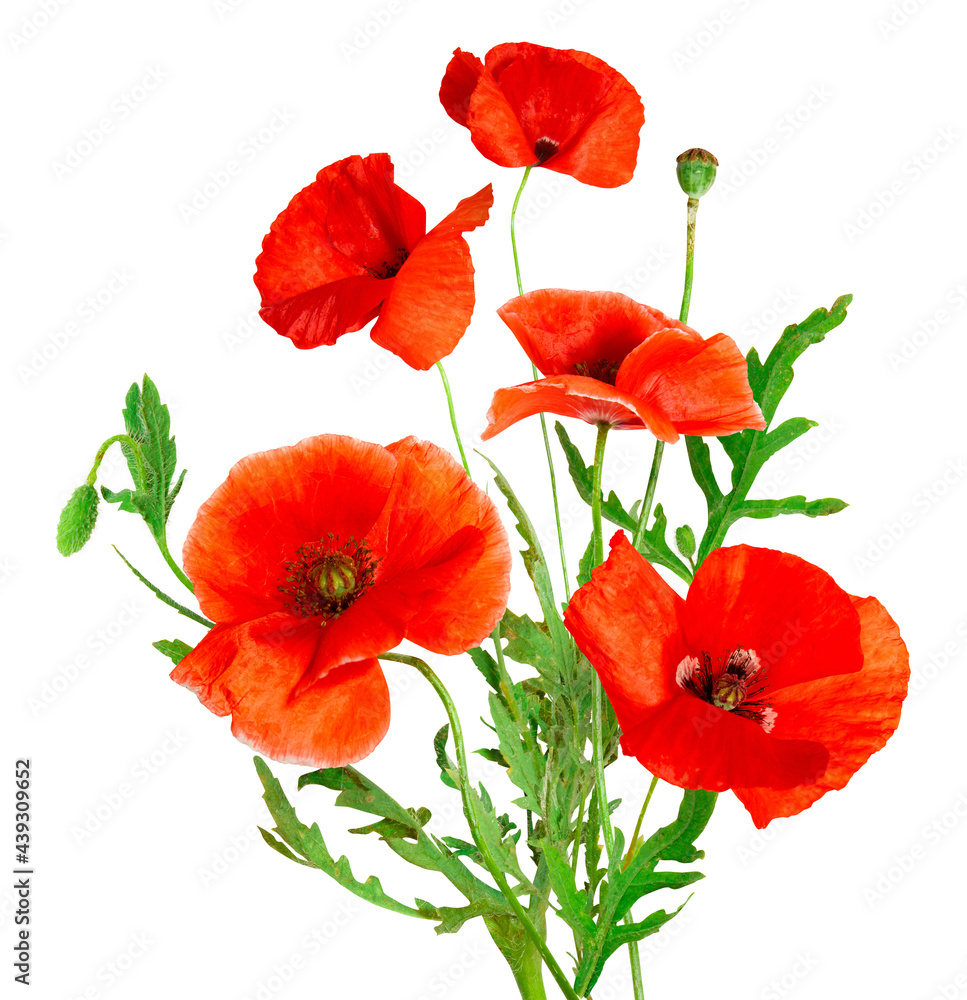 Fototapeta premium Red poppies isolated on white background. Spring or summer wild field flowers. Poppy flowers. Parts of plant: flower head, stem, bud and leaves