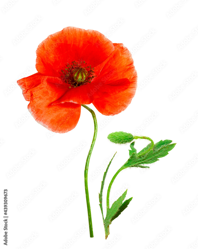 Obraz premium Red poppies isolated on white background. Spring or summer wild field flowers. Poppy flowers. Parts of plant: flower head, stem, bud and leaves